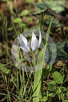 White flowers of Crocus aleppicus Barker close-up