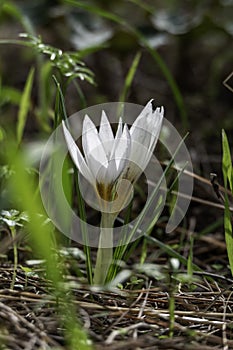 White flowers of Crocus aleppicus Barker close-up