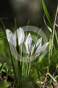 White flowers of Crocus aleppicus Barker close-up