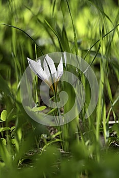 White flowers of Crocus aleppicus Barker close-up