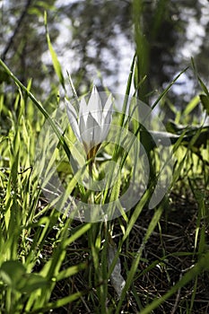 White flowers of Crocus aleppicus Barker close-up