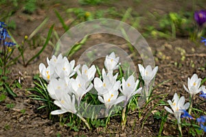 White flowers crocuses bloom