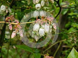 White flowers of cultivated blueberries or highbush blueberries growing on branches of blueberry bush surrounded