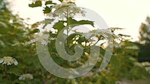 White Flowers on the Currant Bush in the Sun Rays of a Beautiful Sunset. Wind Sways Currant Branches. Blooming Currant