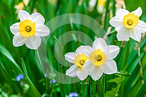 white flowers daffodil on grass background. spring