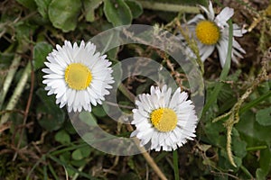 White flowers of daisies