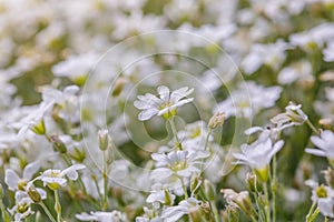 White flowers daisies