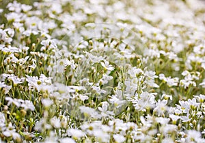 White flowers daisies