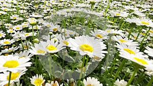 White flowers daisy camomile