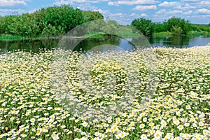 White flowers daisy on green field with river