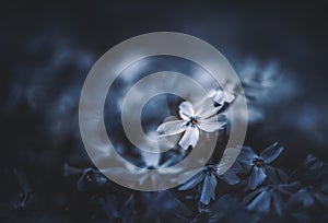 White flowers on a dark background