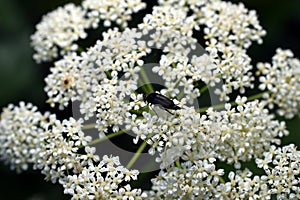 White flowers and darkling beetle.