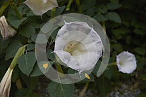 White flowers of Datura metel plant