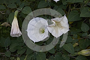 White flowers of Datura metel plant