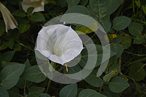 White flowers of Datura metel plant