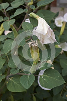 White flowers of Datura metel plant