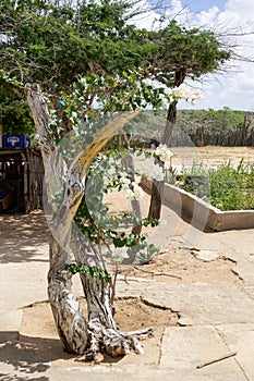 white flowers in the desert in Colombia