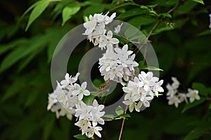 White flowers of Deutzia scabra.