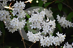 White flowers of Deutzia scabra.