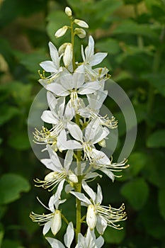 White flowers of Dictamnus albus, burning bush.