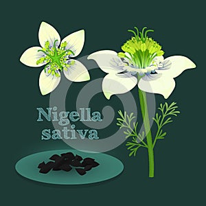 White flowers from different angles, stem, leaves and seeds of Black cumin. Vector design element