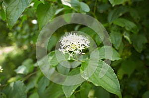 White flowers of dogwood woodland trust in the garden. Summer and spring time.