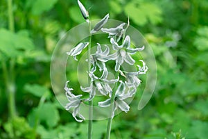 White flowers of drooping star bethlehem on meadow. photo