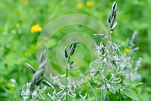 White flowers of drooping star bethlehem on meadow. photo