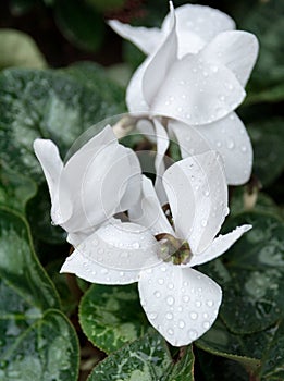 White flowers with drops of rain water on green leaves background