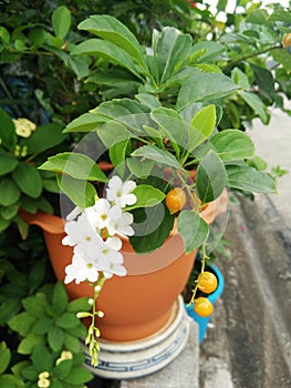 White flowers of Duranta erecta or Golden dewdrop or Skyflower tree, yellow fruits, Drop of candle in Thai name