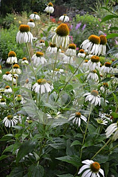 Echinacea purpurea alba v záhrade