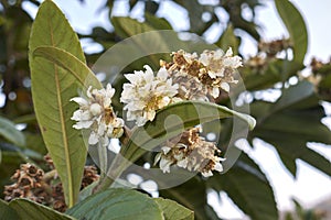 White flowers of Eriobotrya japonica