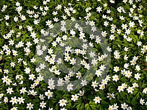 White flowers of European wood anemone, background