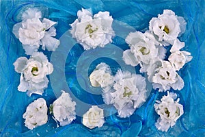 White flowers of eustoma, lisianthus, on a background of blue silk fabric