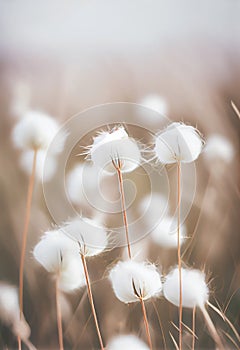White Flowers in a Field