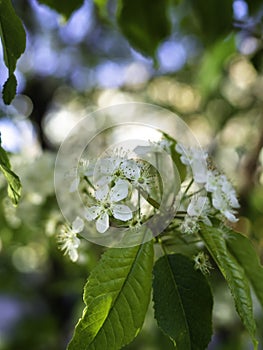 Fire cherry, prunus pensylvanica, blooming photo