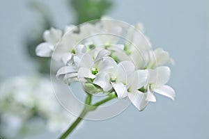 White flowers of a flaming katy houseplant