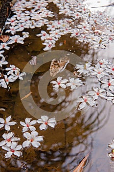 White flowers floating on the water,  Flowers background ï¼ˆtung tree flower