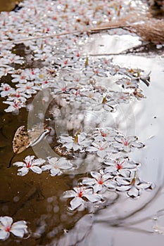 White flowers floating on the water,  Flowers background ï¼ˆtung tree flower