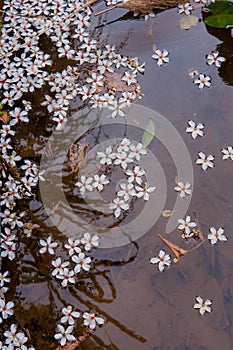 White flowers floating on the water,  Flowers background ï¼ˆtung tree flower