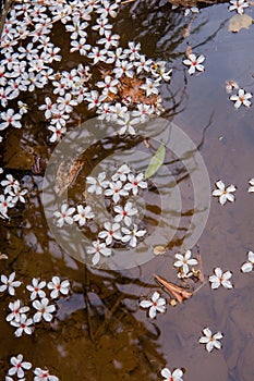 White flowers floating on the water,  Flowers background ï¼ˆtung tree flower