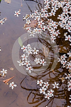 White flowers floating on the water,  Flowers background ï¼ˆtung tree flower