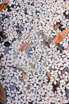 White flowers floating on the water,  Flowers background ï¼ˆtung tree flower