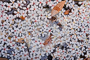 White flowers floating on the water,  Flowers background ï¼ˆtung tree flower