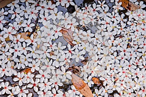White flowers floating on the water,  Flowers background ï¼ˆtung tree flower