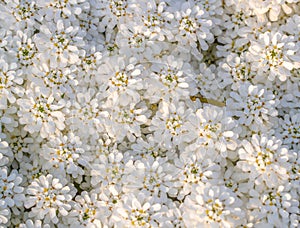 White flowers floral background textures patterns wildflowers wild flower pattern texture tiny bouquet wedding garden spring gift photo
