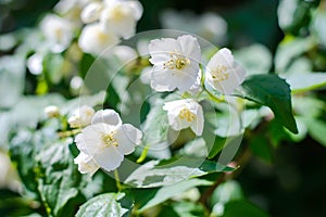 White flowers on a flowering jasmine bush