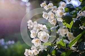White flowers on a flowering jasmine bush
