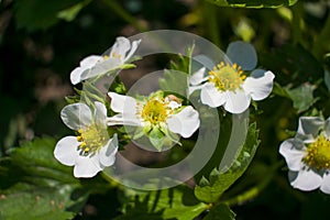 White flowers on a flowering tree in the spring under sunlight