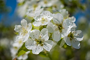 White flowers on a flowering tree in the spring under sunlight